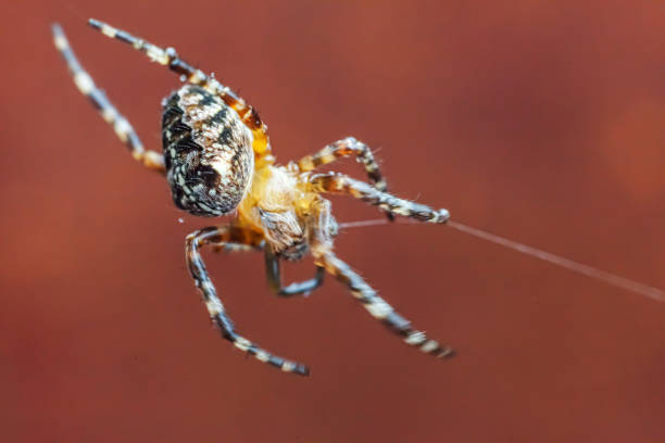 istock Arachnophobia fear of spider bite concept. Macro close up spider on cobweb spider web on blurred brown background. Life of insects. Horror scary frightening banner for halloween 1256494517