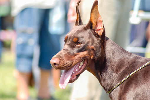 Doberman Pinscher dog sitting cutted ears on grey background