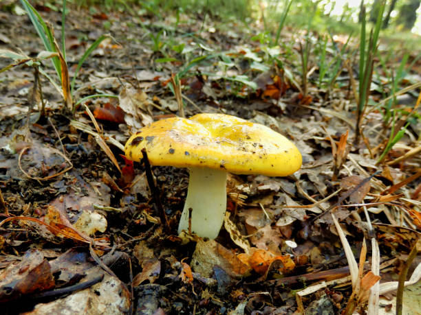istock Russula lutea Mushroom 1256496958