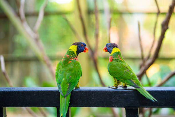 istock Rainbow Lorikeet parrots in a green park. Bird park, wildlife 1256497870