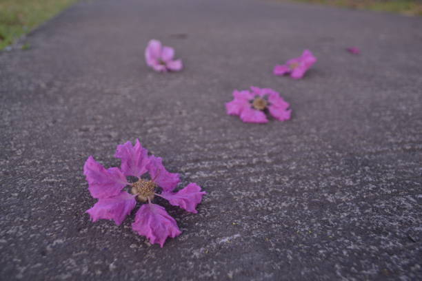 istock Crepe myrtle flower 1256498453