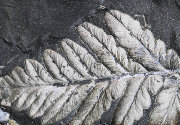 istock fern plant fossil 1256498560