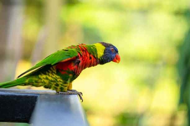 istock Rainbow Lorikeet parrots in a green park. Bird park, wildlife 1256498979