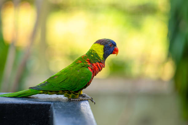 istock Rainbow Lorikeet parrots in a green park. Bird park, wildlife 1256500767