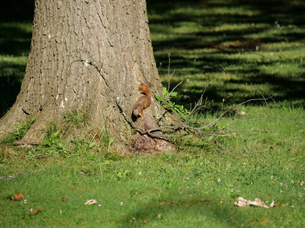 istock American Red Squirrel outdoors in Oakwood Village Ohio yard 1256501708