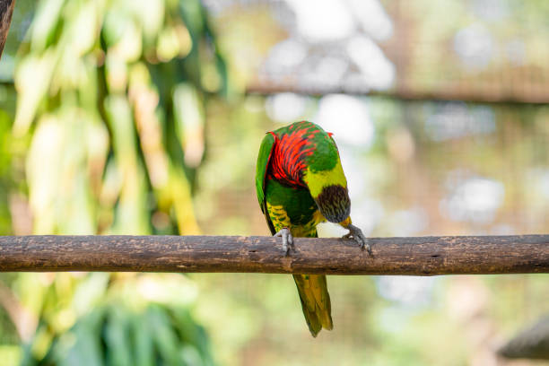 istock Rainbow Lorikeet parrots in a green park. Bird park, wildlife 1256501735