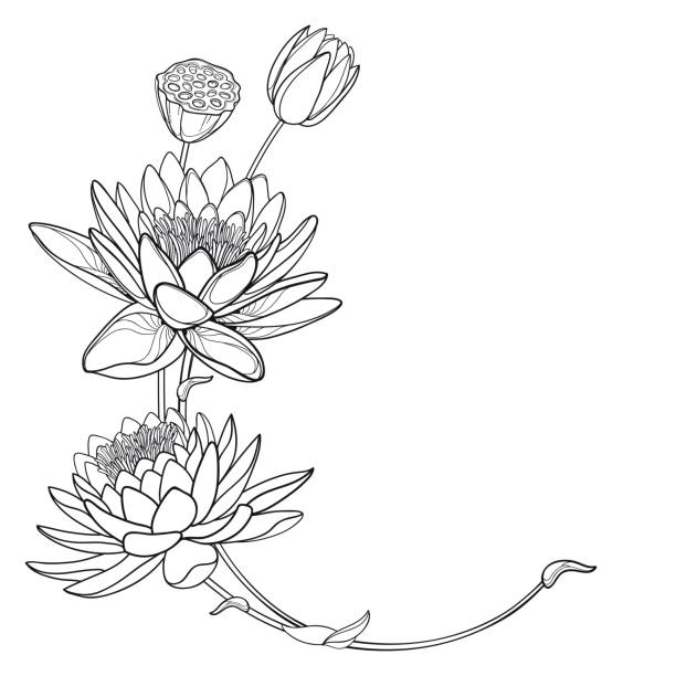 vektor-ecke bouquet von umriss verziert lotos oder seerosenblume, knospe und samen-pod in schwarz isoliert auf weißem hintergrund. - white water lily stock-grafiken, -clipart, -cartoons und -symbole
