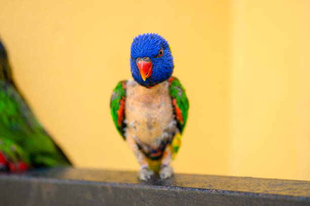 istock Mating games Rainbow Lorikeet. A faded parrot sticks to a female 1256502113