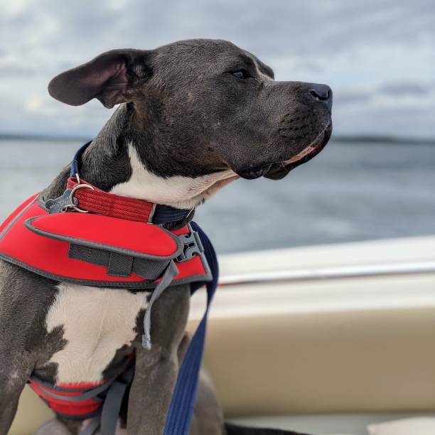 istock Bully breed dog out on a boat 1256502318