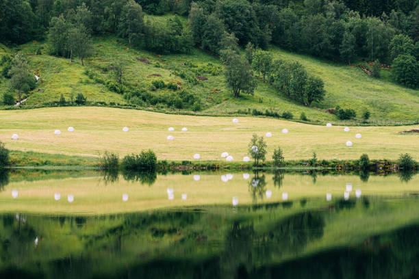 jolster, sogn og fjordane, noruega. hermoso paisaje de campo de verano con bales de heno durante la cosecha. tierras de cultivo y paisaje agrícola reflejados en aguas del lago haheimsvatnet en el día de verano - sogn og fjordane county fotografías e imágenes de stock