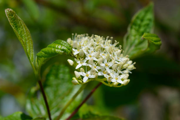 istock Siberian dogwood 1256503794