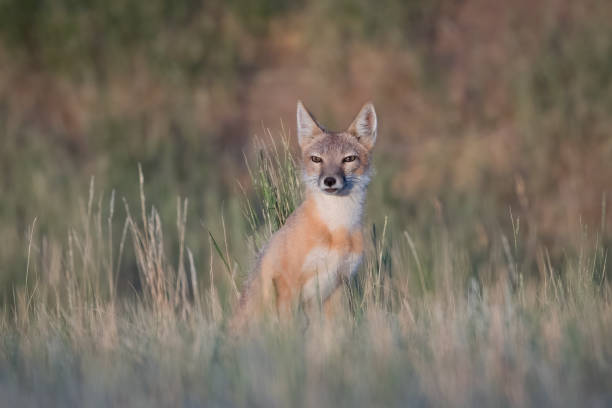 istock A red fox rests in the morning sun. 1256504050