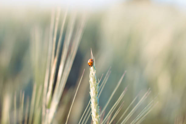 istock An insect a ladybug on an ear of rye or wheat 1256504160