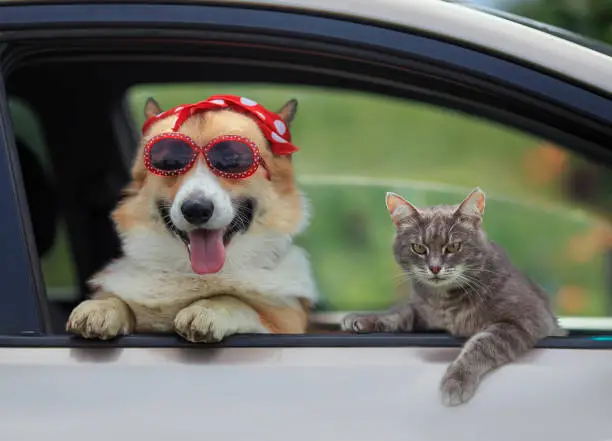 corgi puppy and a cute tabby cat stuck their muzzles and paws out of the car window during a summer trip