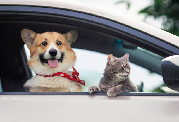corgi welpe und eine niedliche tabby katze steckte ihre schnauzen und pfoten aus dem autofenster während einer sommerreise - dog eared stock-fotos und bilder