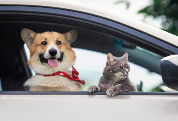 cucciolo corgi e un simpatico gatto tabby bloccato le museruola e le zampe fuori dal finestrino dell'auto durante un viaggio estivo - dog car travel pets foto e immagini stock