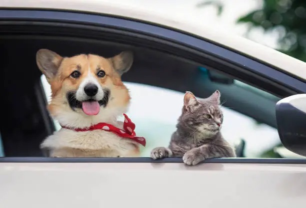 Photo of corgi puppy and a cute tabby cat stuck their muzzles and paws out of the car window during a summer trip