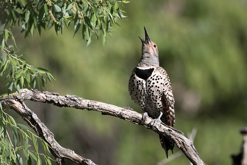 Unlike most other woodpeckers, northern flickers are migratory