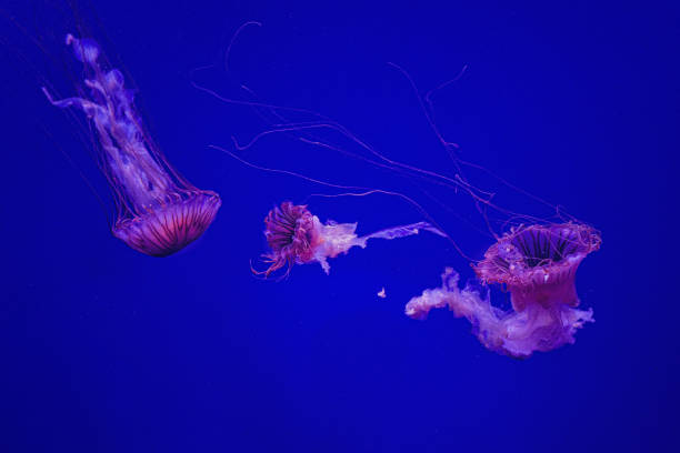 istock Jellyfish family 1256507985