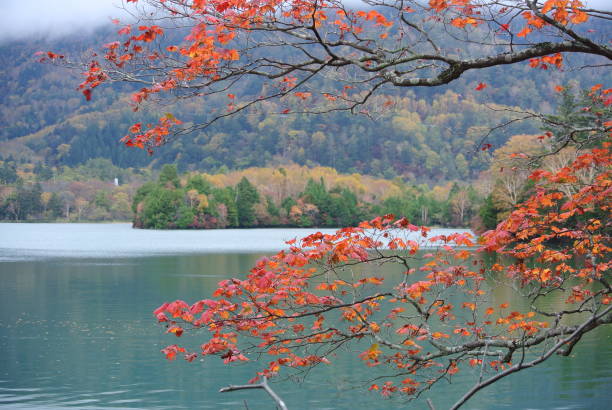 istock Forest by the lake in Nikko , Tochigi 1256509317