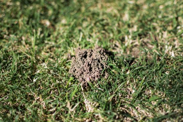 istock mole cricket nest in Cordoba, Argentina 1256509337