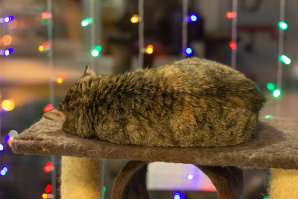 istock The brown cat curled up in a tangle and sleeps 1256509386