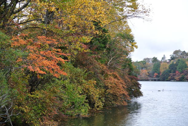 istock Forest by the lake in Nikko , Tochigi 1256509433