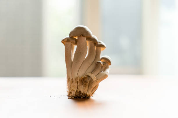 istock Organic shimeji mushrooms on the table. 1256511472
