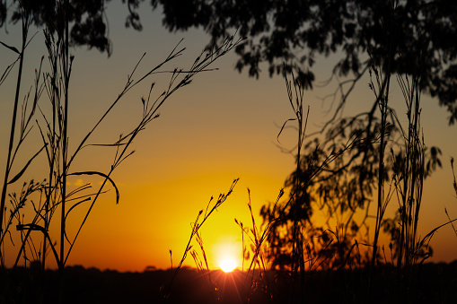 Sunset between trees on the GO-462 highway.