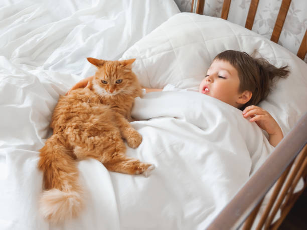 toddler lies in bed with cute ginger cat. little boy under white blanket with fluffy pet. child's friendship with domestic cat. cozy home at morning. - child domestic cat little boys pets imagens e fotografias de stock