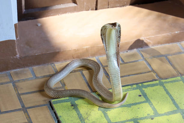 istock The Beautiful Cobra snake on cement floor at thailand 1256513022
