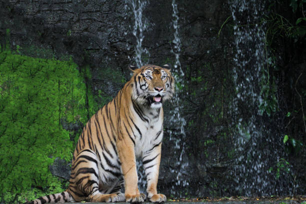 istock Close up tiger sitdown in front of the waterfall 1256513067