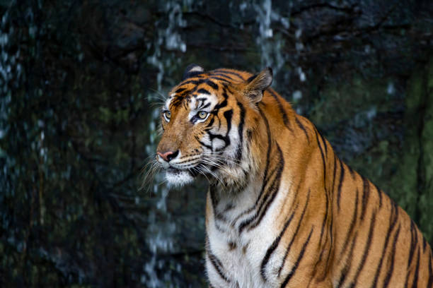 istock Close up tiger sit down in front of the waterfall tone dark . 1256513150