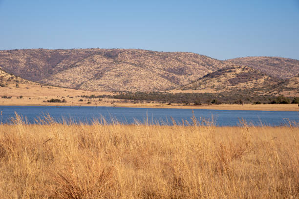 istock A lake in the african winter wilderness. 1256513880