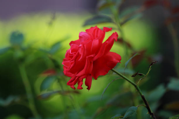 primer plano de rosa roja en el jardín en fondo natural - velvet rose flower thorn fotografías e imágenes de stock