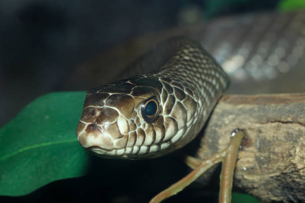 istock Close up head rat snake on stick tree at thailand 1256516711