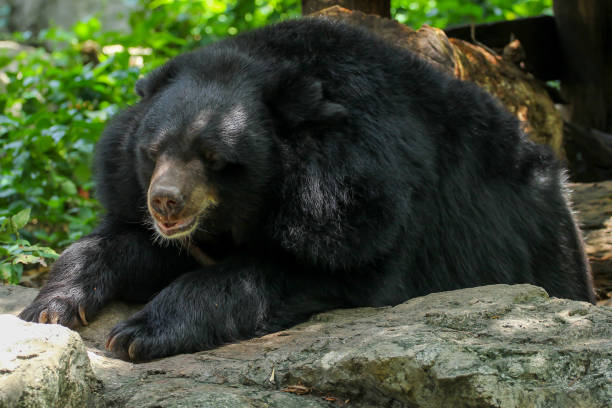 istock The Buffalo bear is sleep and rest 1256516726