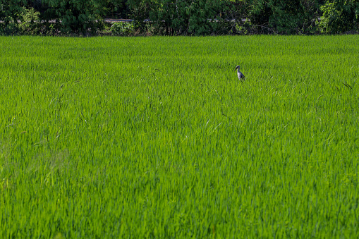 The bird in Green rice field and land in countryside at thailand