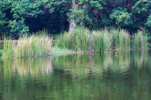 istock The plant on canal at thailand 1256516823