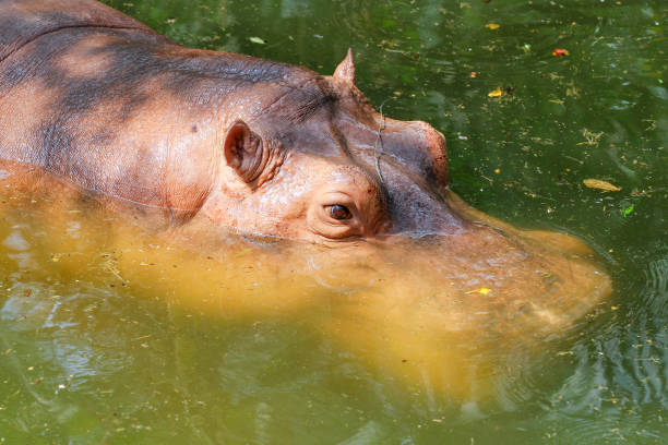 hipopótamo no rio na tailândia - hippopotamus amphibian sleeping hippo sleeping - fotografias e filmes do acervo