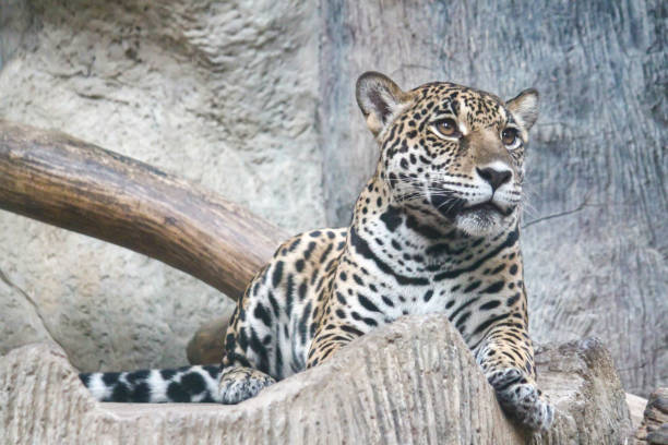 istock The Cheetah is sit down on the rock 1256516977