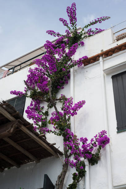 スペインの伝統的な家に紫色のブーゲンビリアの花 - spain gerona architecture building exterior ストックフォトと画像