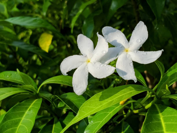 istock A beautiful white flower is blooming with green background 1256517994