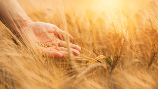 istock Hands farmer holding wheat grains on a wheat field. 1256518397
