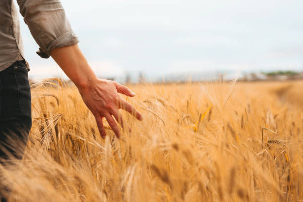 istock Farmer walking through field checking golden wheat crop at sunset. 1256518431