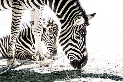 Backlit zebra with a cub on dry land. The mother, in the front, is standing and searching for any food while baby zebra lying down on the ground.