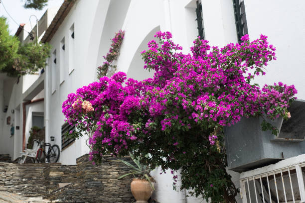 スペインの伝統的な家に紫色のブーゲンビリアの花 - spain gerona architecture building exterior ストックフォトと画像
