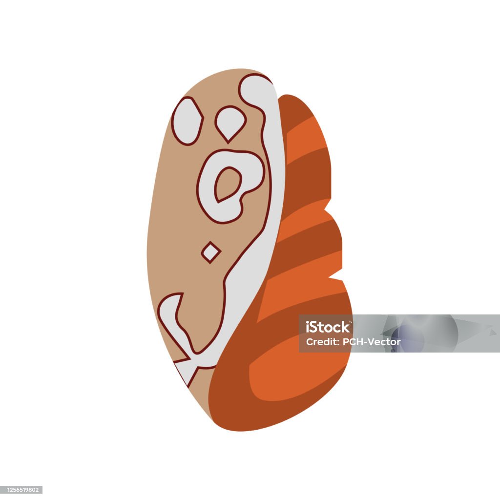 Trivia Shells Coffee Bean Trivia Shell Stock Illustration - Download Image Now ...