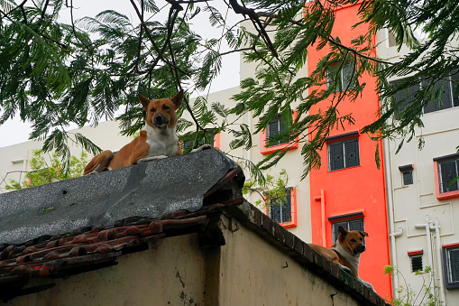 Two street dogs took shelter on the roof top in fear, Super cyclone Amphan caused devastation and made many trees fall on ground. Howrah, West Bengal, India - 21st May 2020.