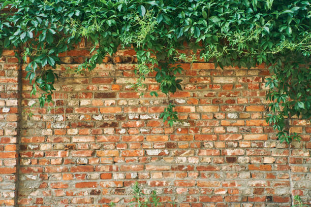 istock The Green Creeper Plant on a brick wall. Background 1256521191